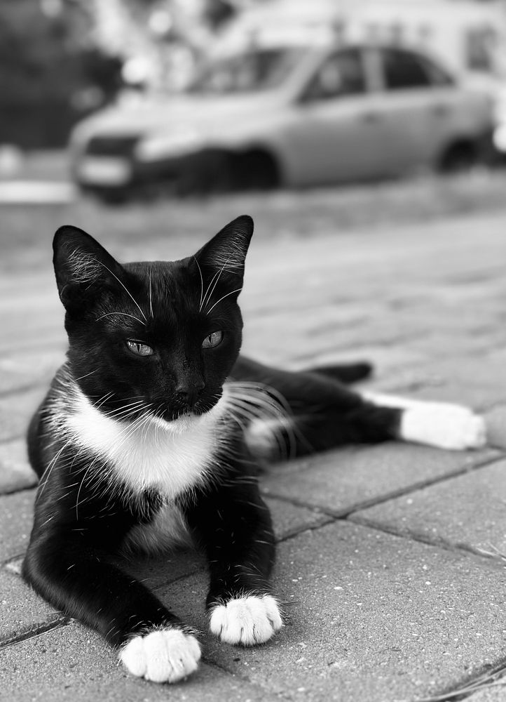 Кот из города Анапа