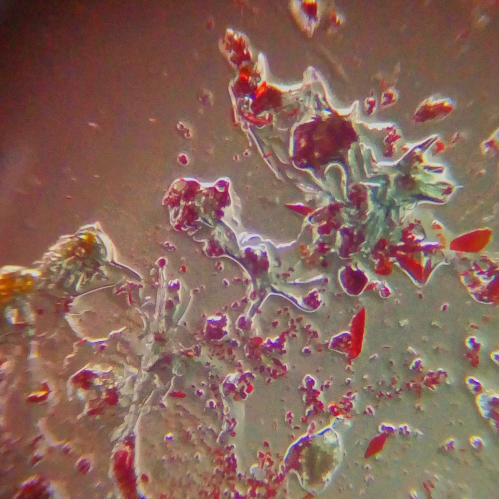 Магический хромпик