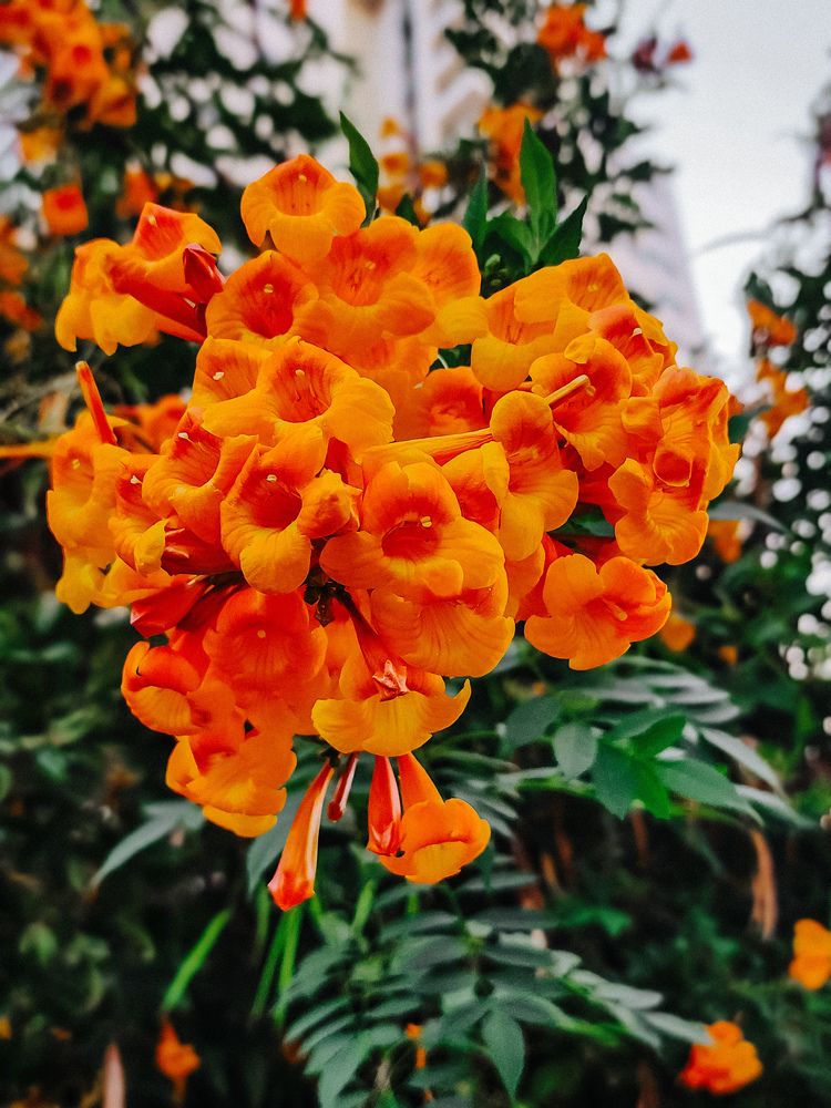 Фотография автора Galina Israilov