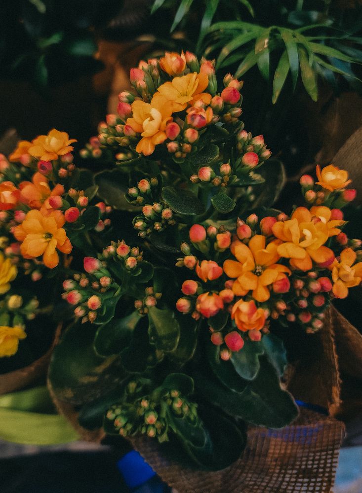 Фотография автора Galina Israilov