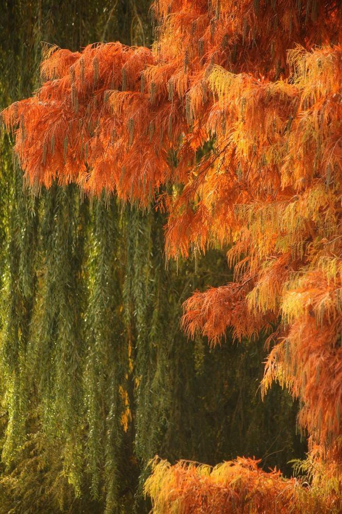 Photograph by Елена Хорошильцева