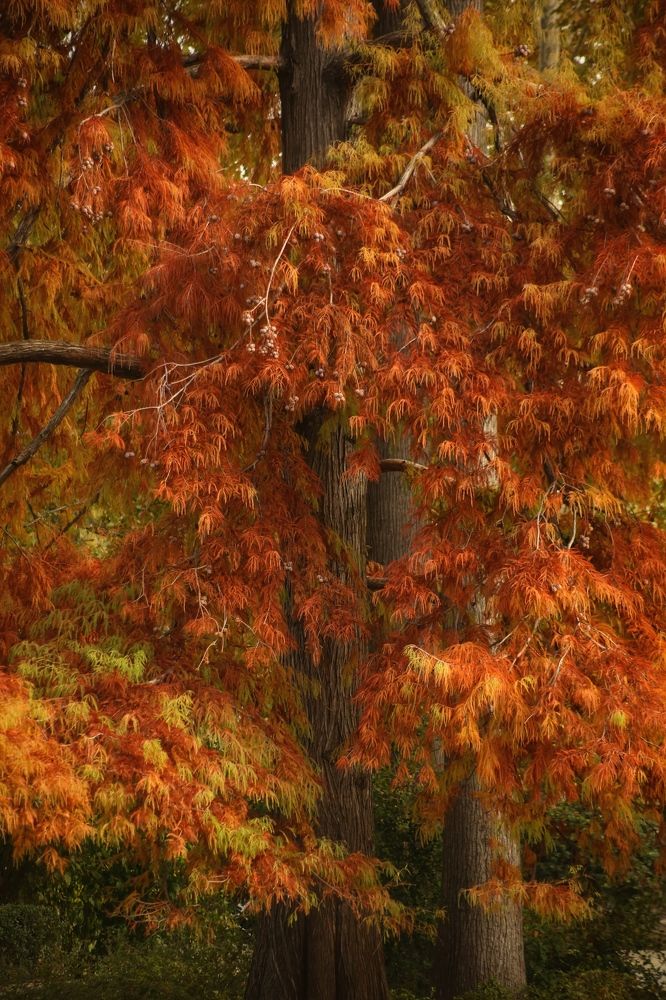 Photograph by Елена Хорошильцева