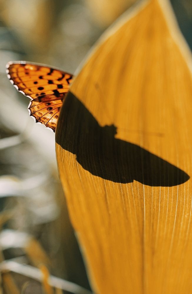 Photograph by Наталья Шумилова