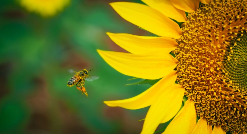 Photograph by Victoryvikas Dadala