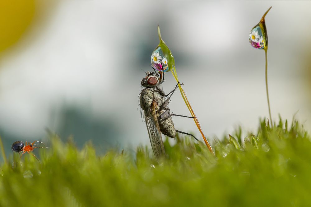 Photograph by Koledova Irina