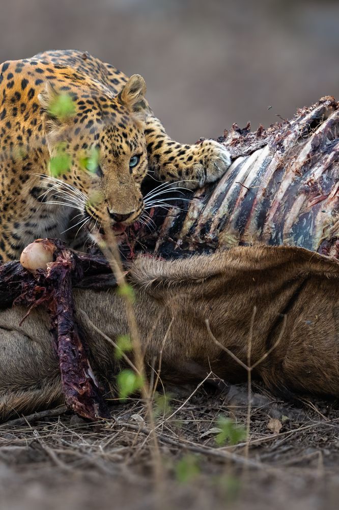 Photograph by Swarup Roy Chowdhury