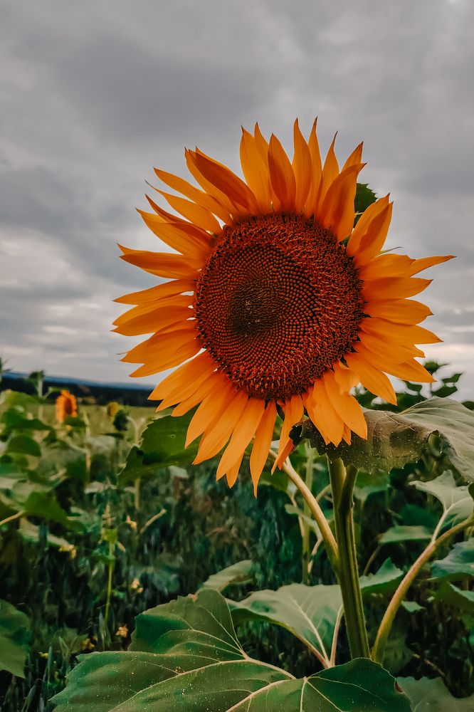 Photograph by Татьяна Букреева