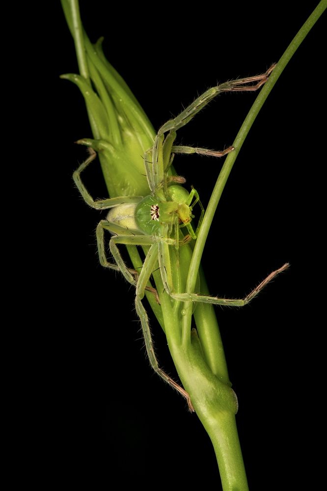 A perfect camouflage