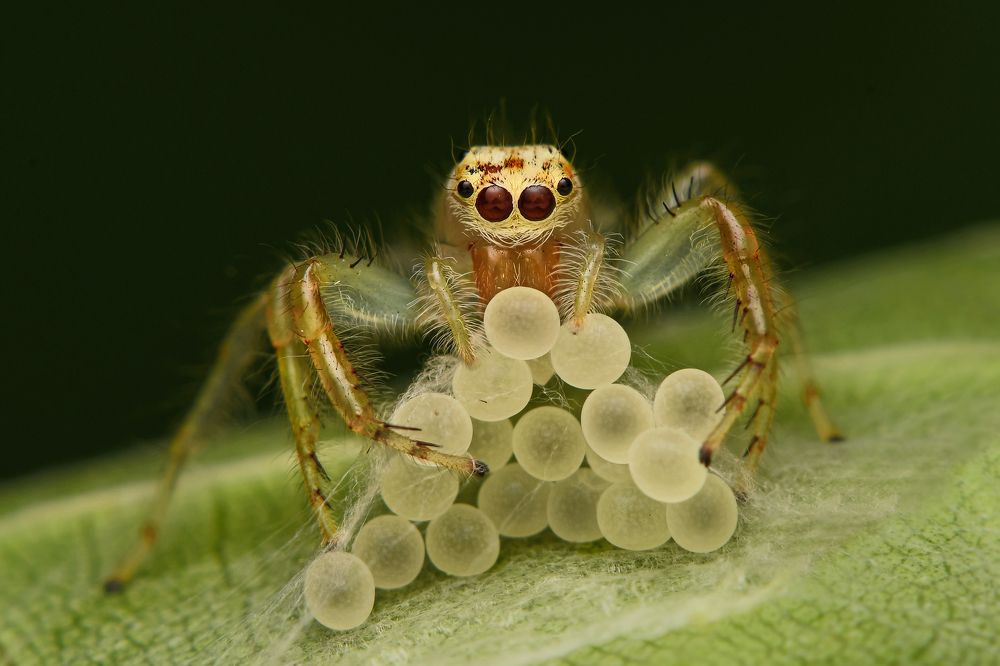 EGG EATING SPIDER