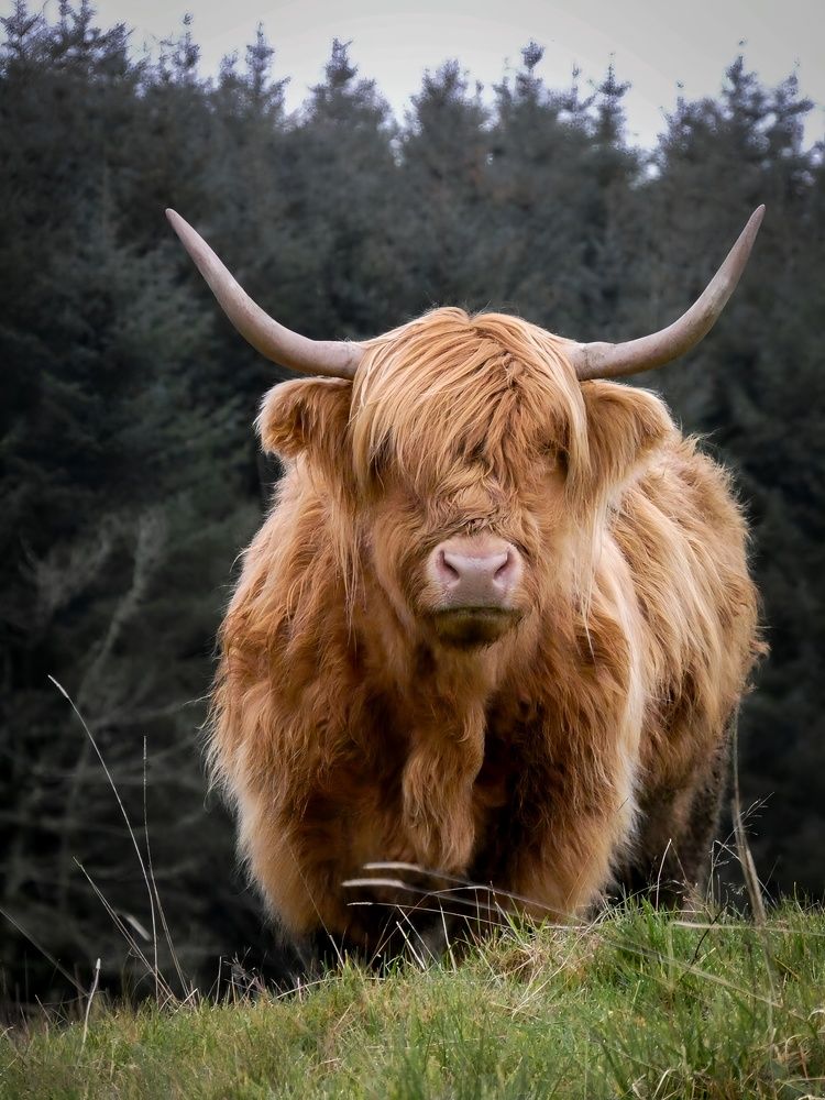 Фотография автора Michael Gault