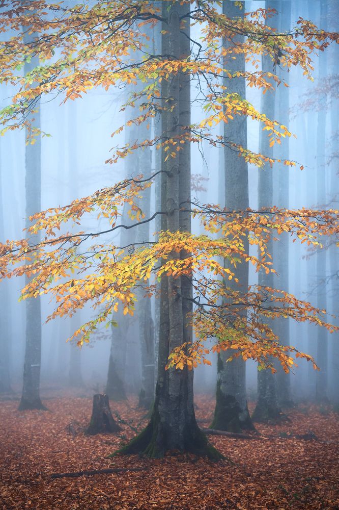 Фотография автора Shahram Hafezi