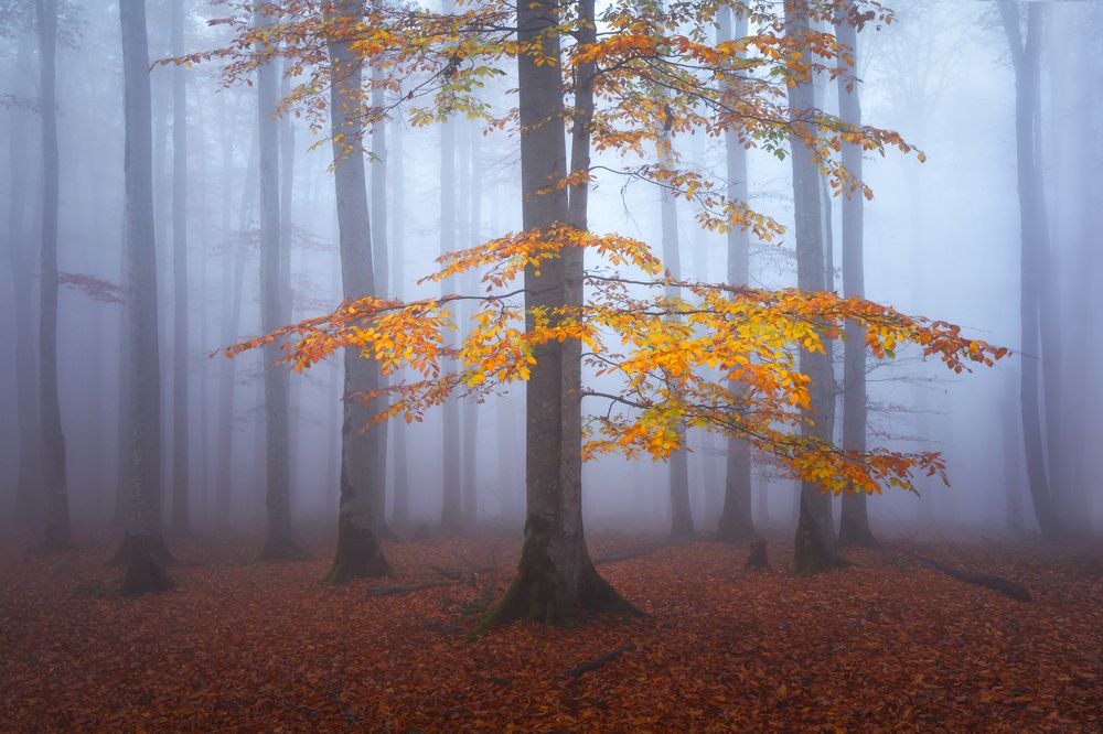 Фотография автора Shahram Hafezi