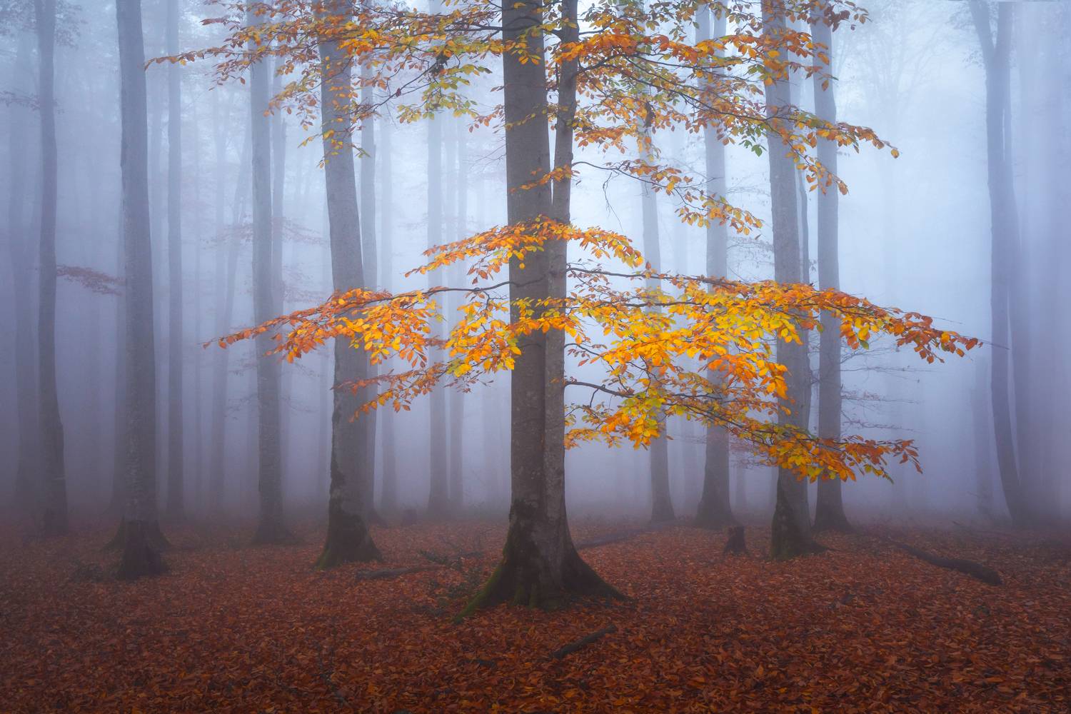 Фотография #11519135