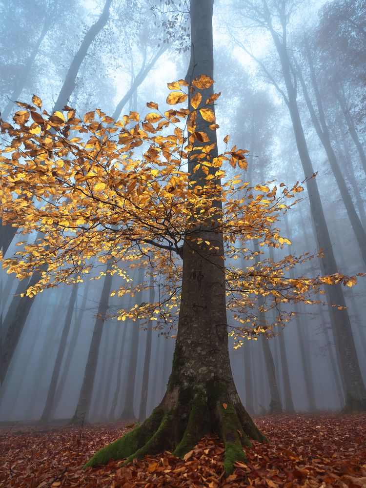 Фотография автора Shahram Hafezi