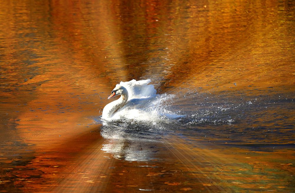 Photograph by Татьяна Слесарева