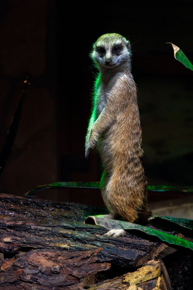 Photograph by sasha nikolaev