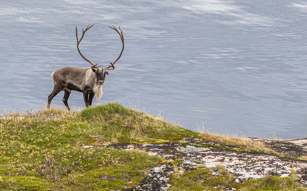 Фотография автора Анатолий Стребелев