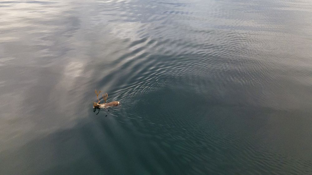 Photograph by Анатолий Стребелев