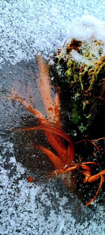 Photograph by Галина Перепечаева