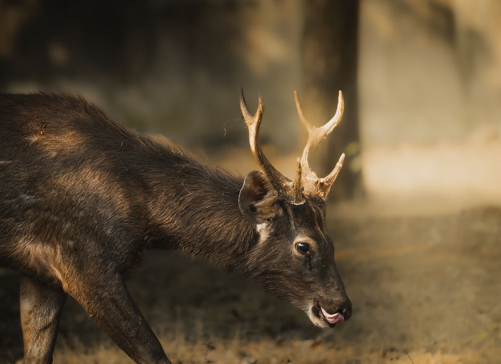 Sambar Deer