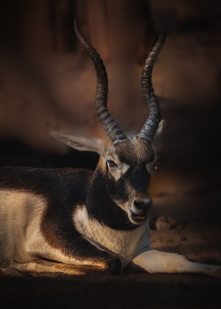 Blackbuck at rest