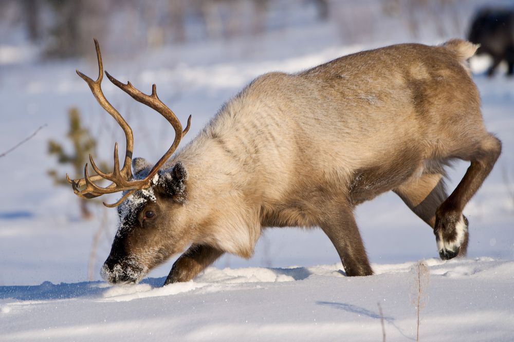 Фотография автора Viktoriya Kim