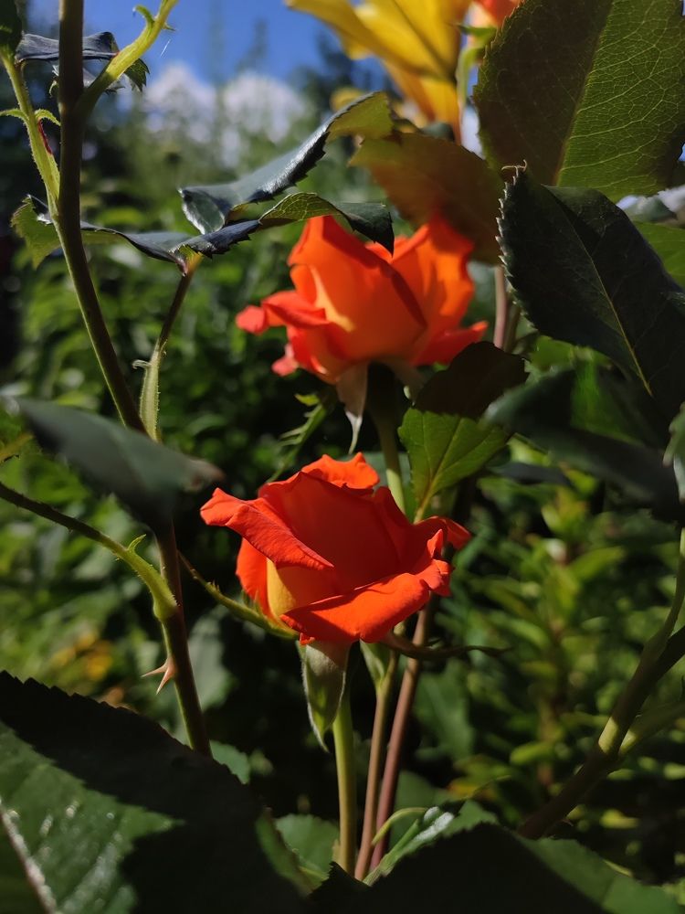 Photograph by Анастасия Кудина