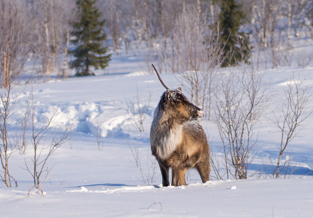 Фотография автора Viktoriya Kim