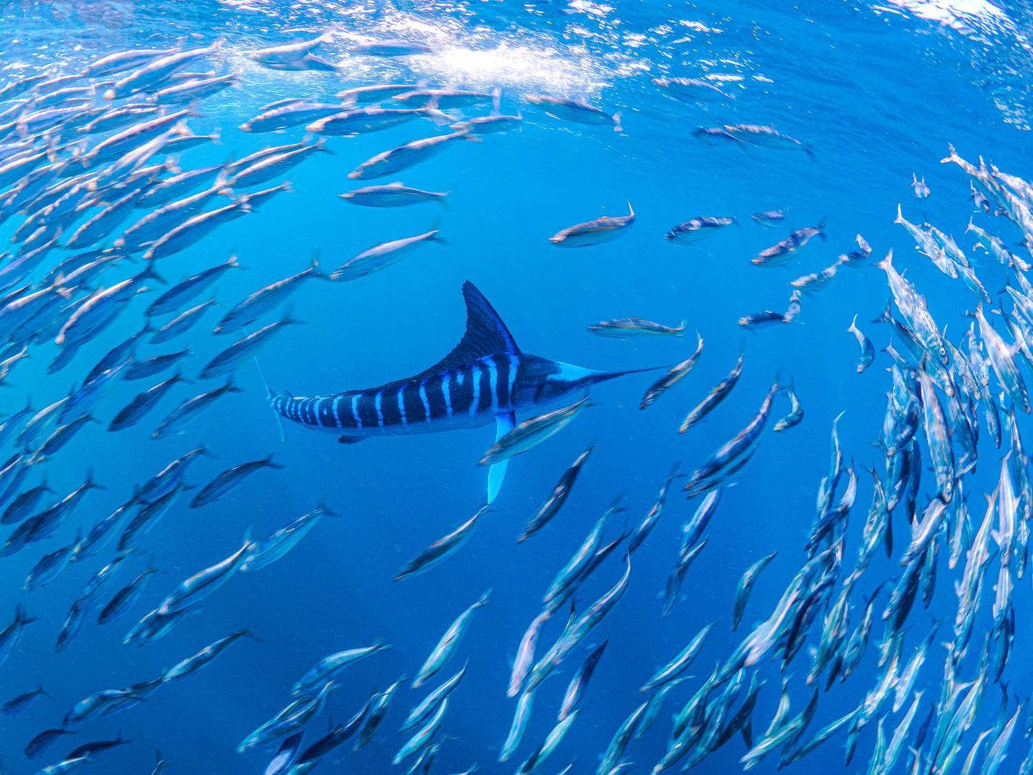 Фотография #11519474