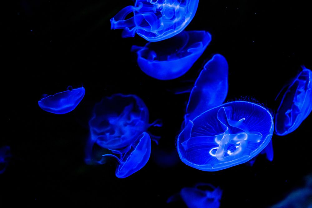 Photograph by sasha nikolaev