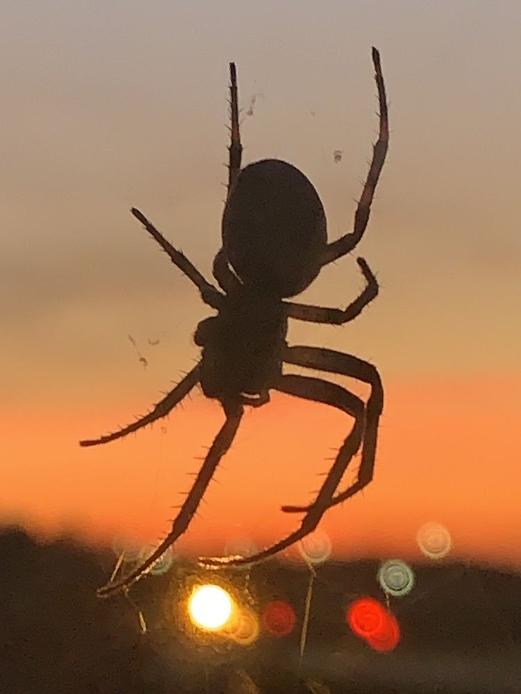 Фотография автора Ирина Шпаковская