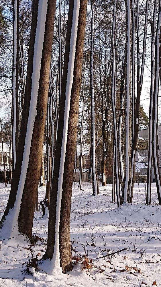 Photograph by Лидия Горностаева