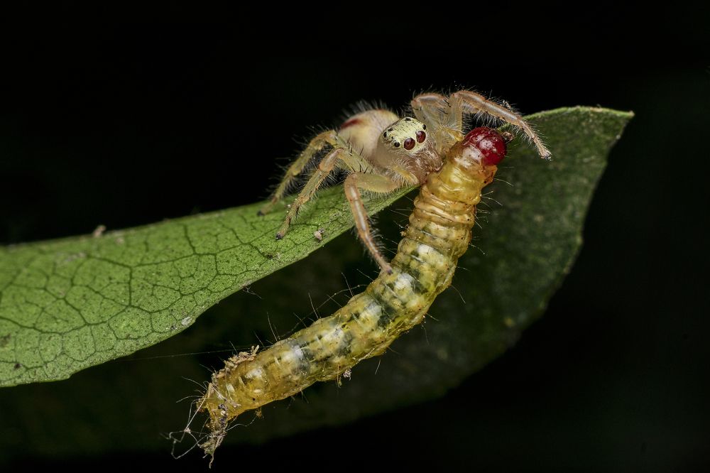 Two-striped jumper female trying to catch moth caterpillar