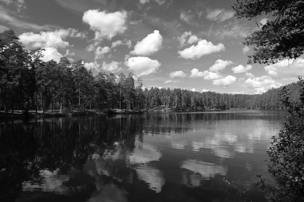 Лесное озеро