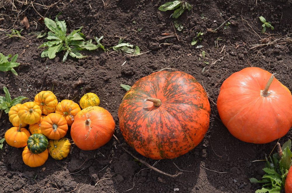 Photograph by Екатерина Горай