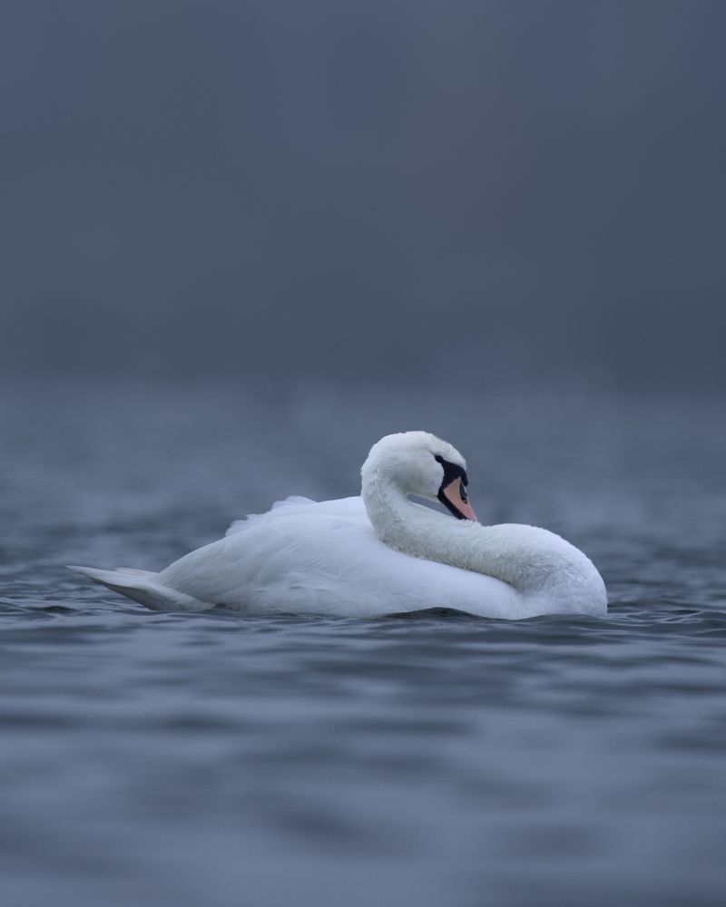 Лебединое озеро