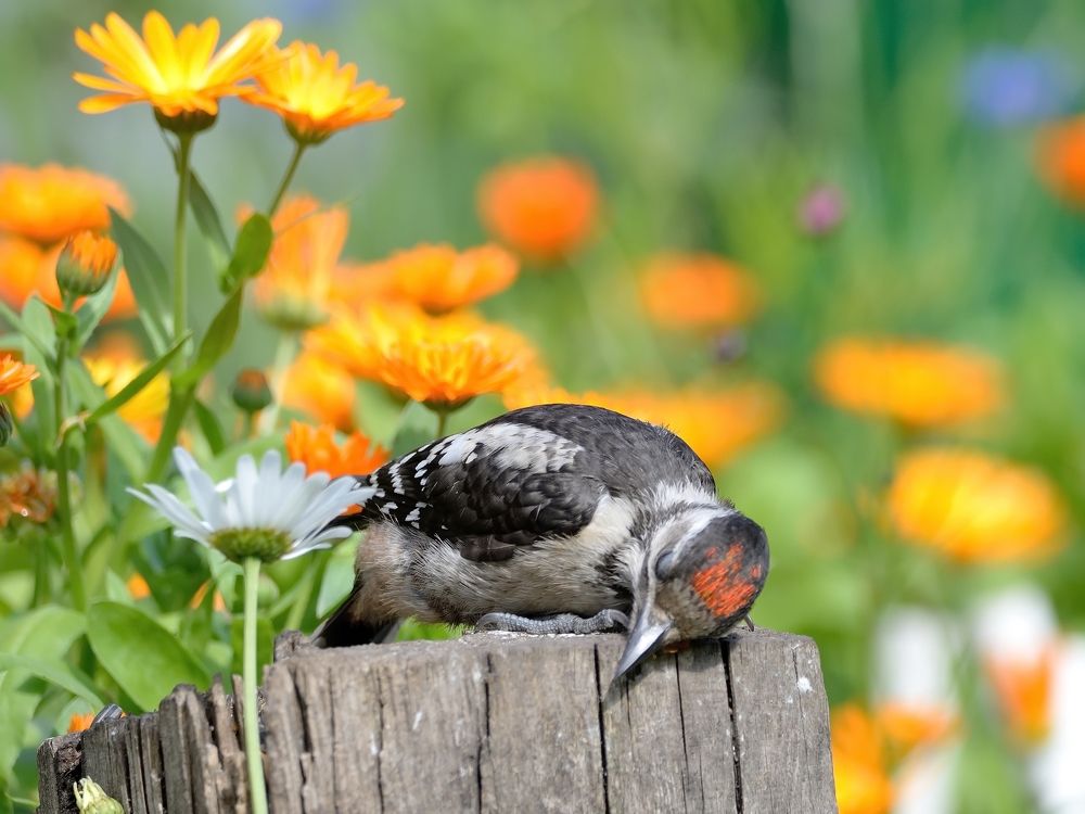 Оражевые сны
