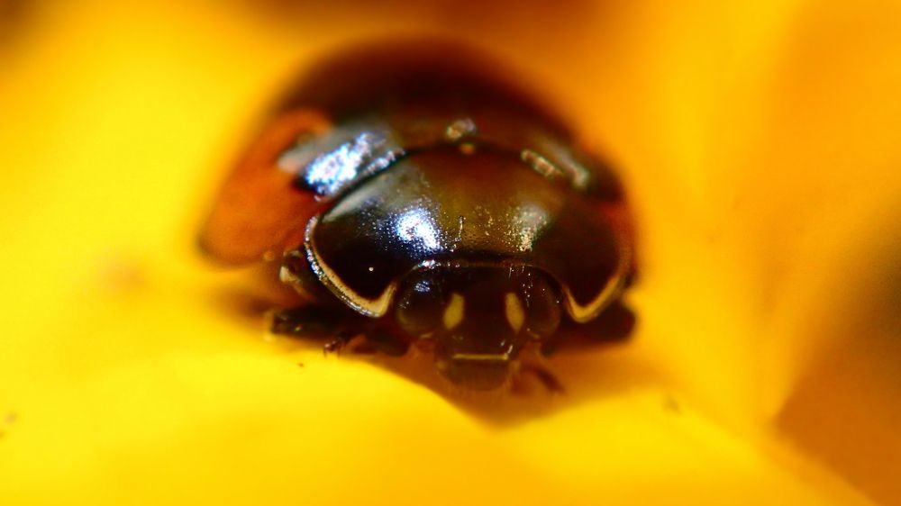 Photograph by Станислав Карташов