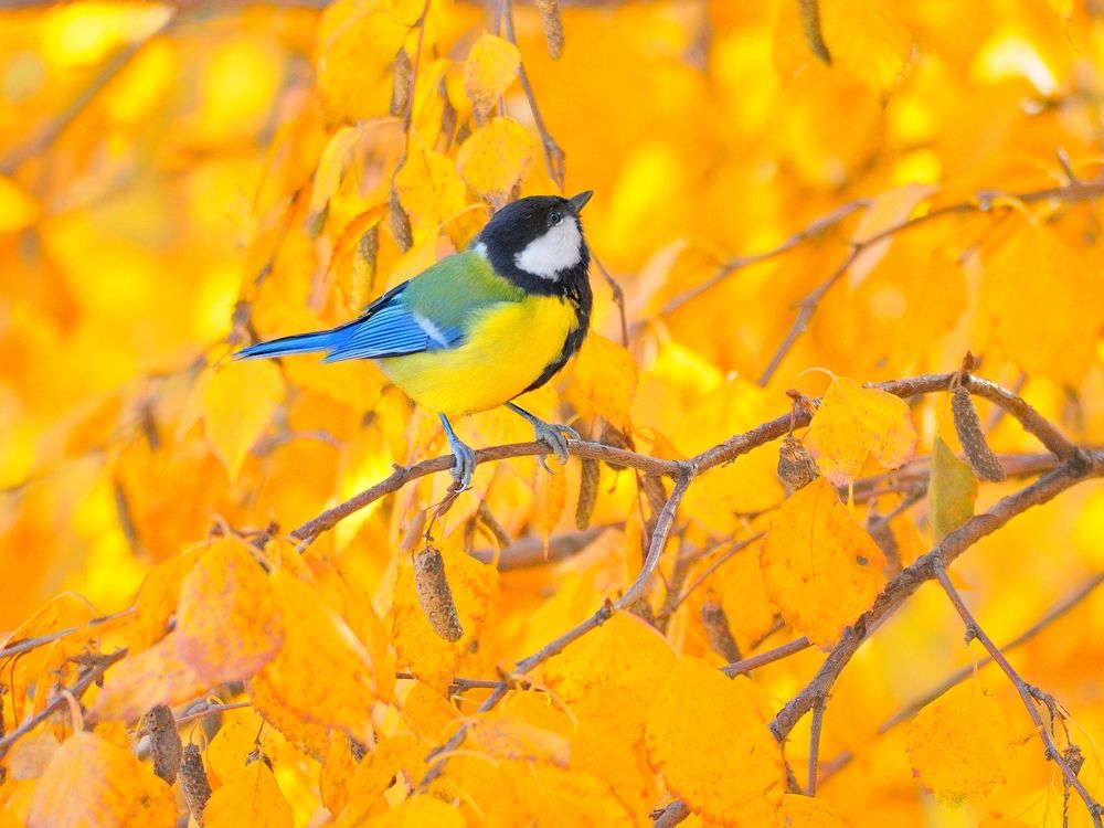 Птичка в янтаре