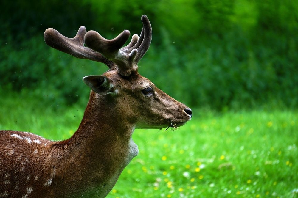 Photograph by Milan Cernak