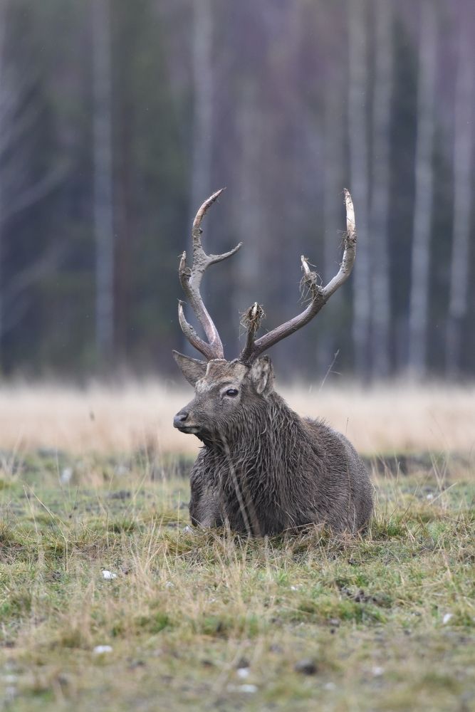 Фотография автора Сергей Чесноков