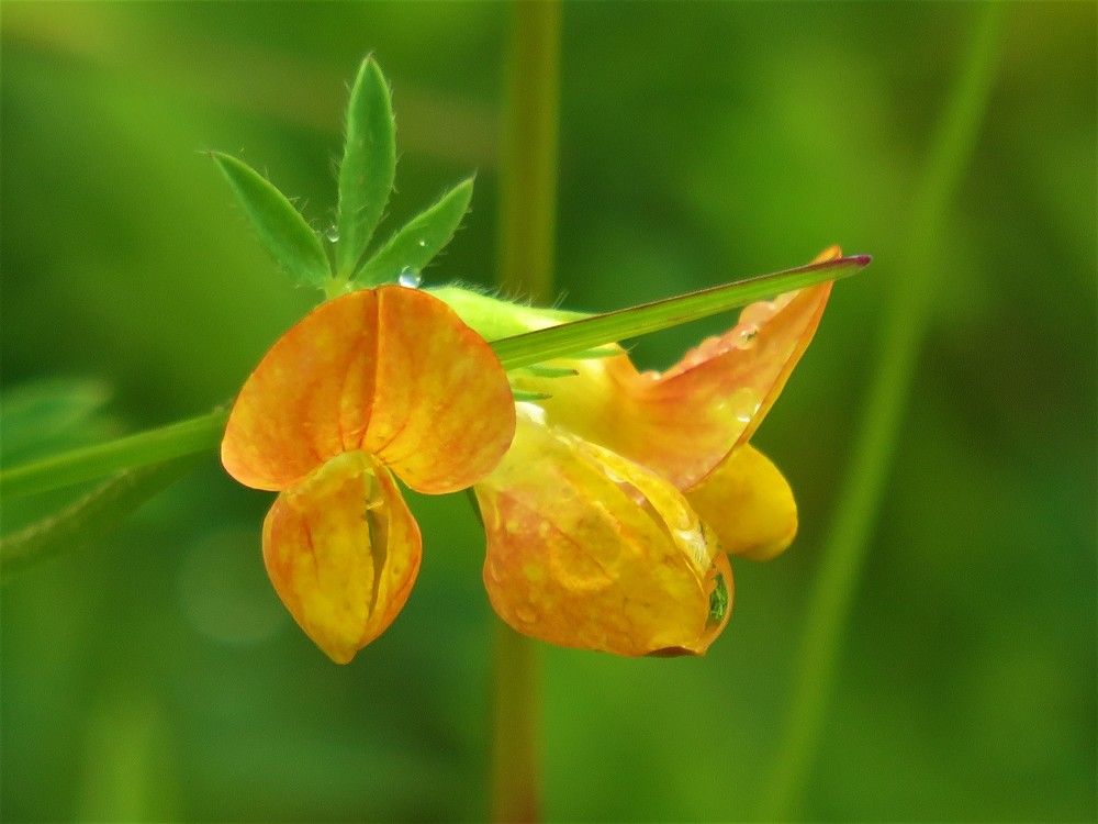 Photograph by Людмила Кононова