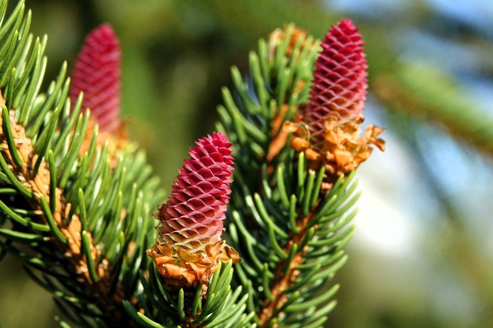 Photograph by jelena konickaja