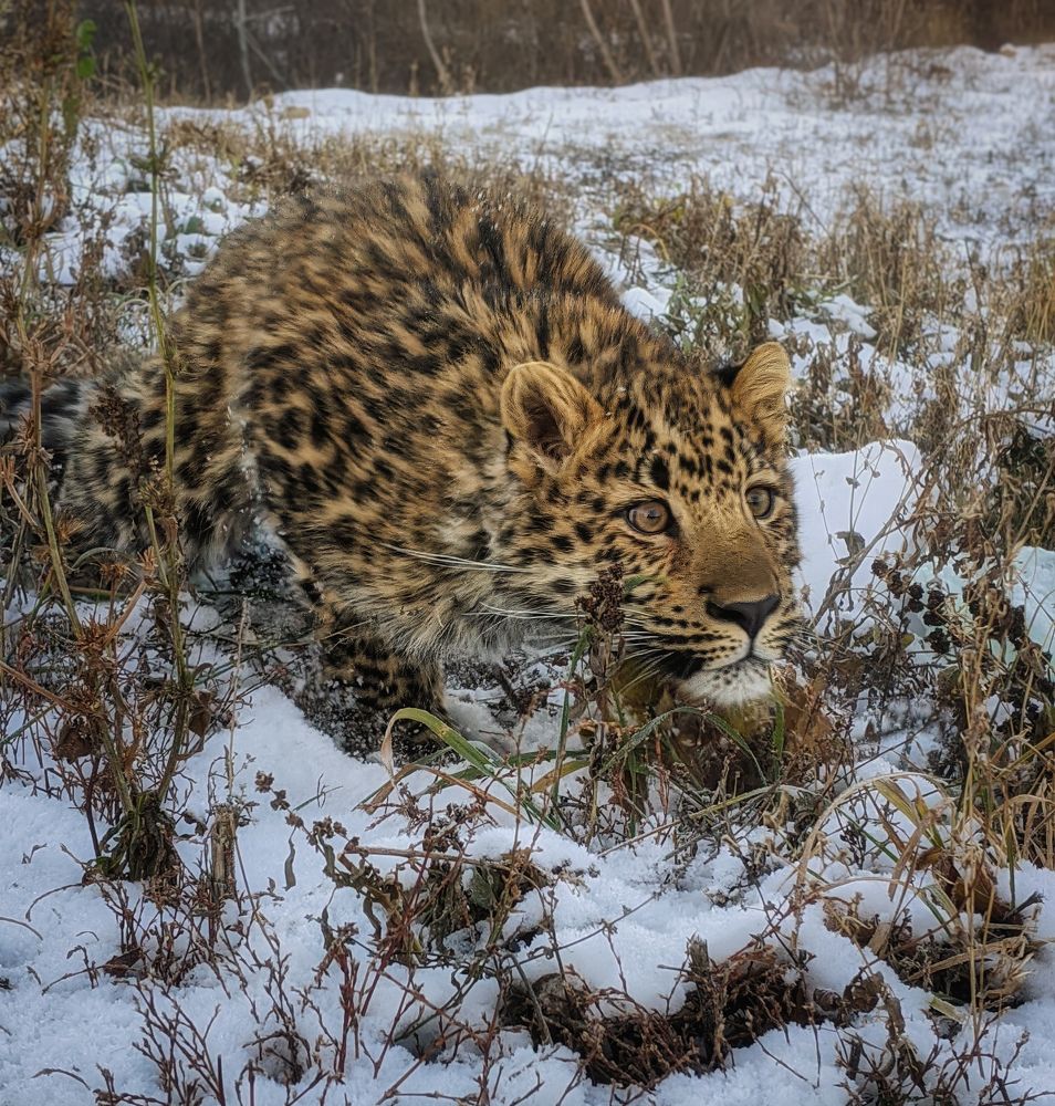 Photograph by Дудников Александр