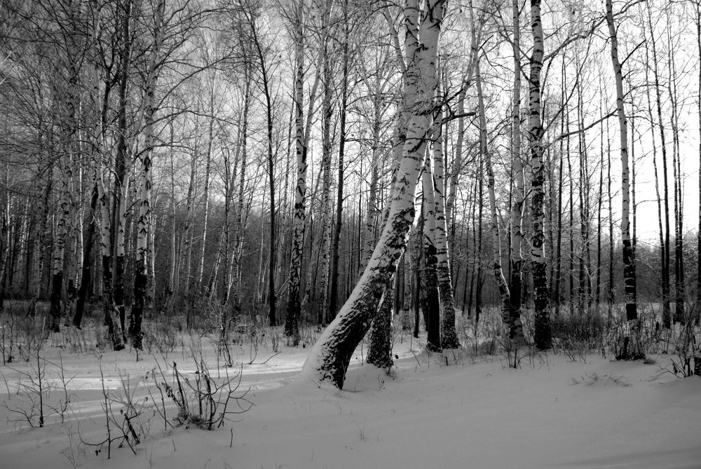 Фотография автора Nelya  Lysenko