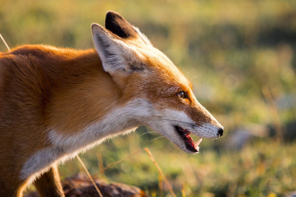 Photograph by Мария Раздорова