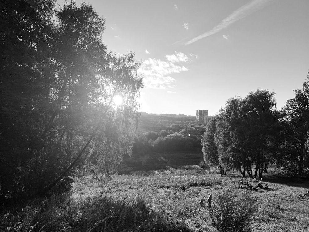 Photo #11521165