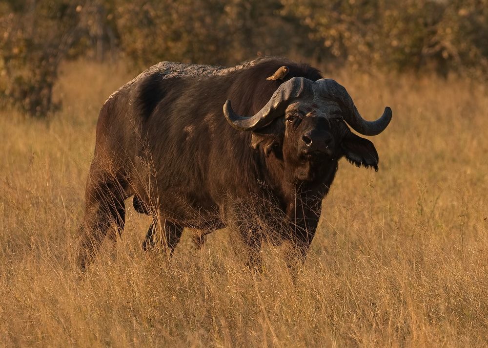 Photograph by Игорь Щербаков