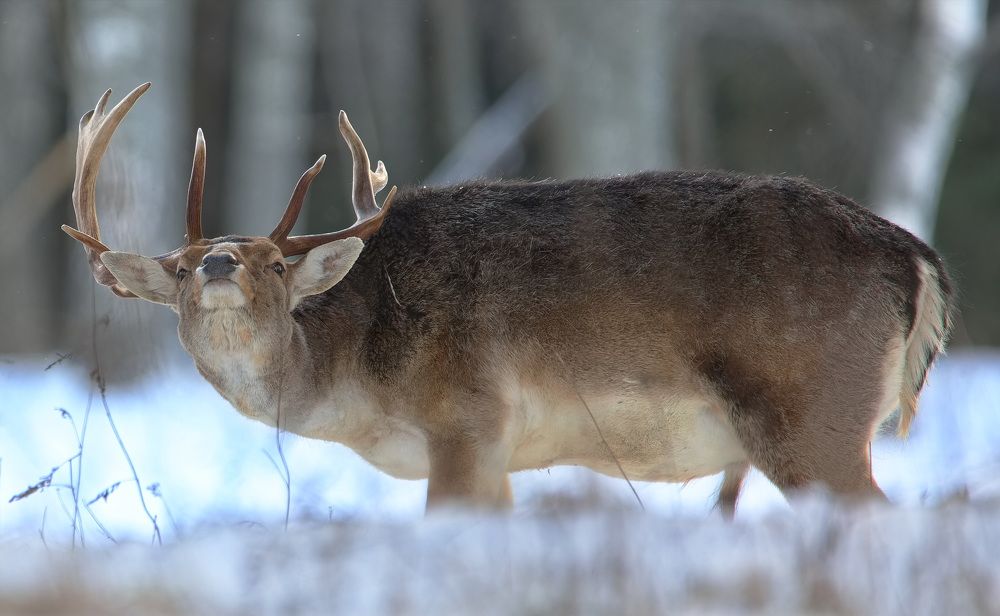 Photograph by Игорь Щербаков