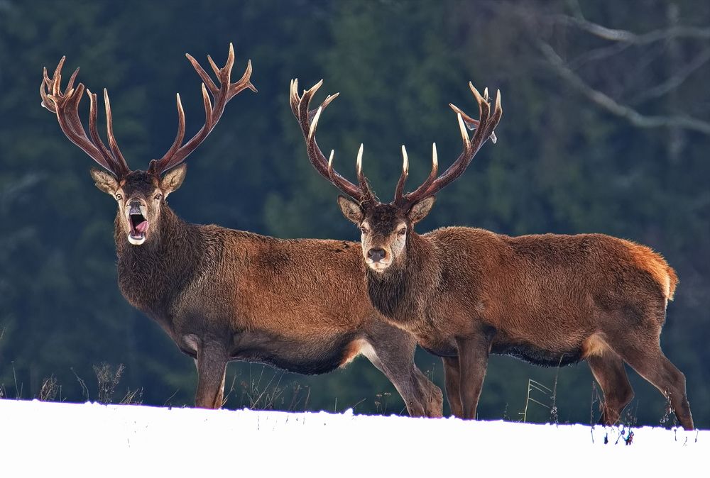 Photograph by Игорь Щербаков